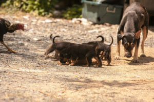 Dogs sapyed/Neutered in Happy Dogs Koh Change