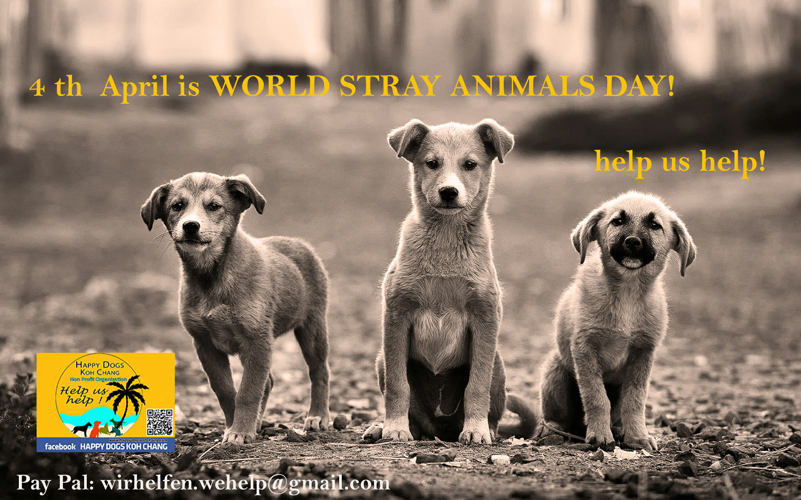 Strassenhunde Aimals day – Happy Dogs Koh Chang- animal welfare and shelter  care Thailand