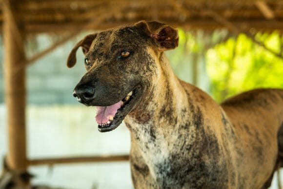 Happy Dogs Koh Chang- animal welfare and shelter care Thailand ...